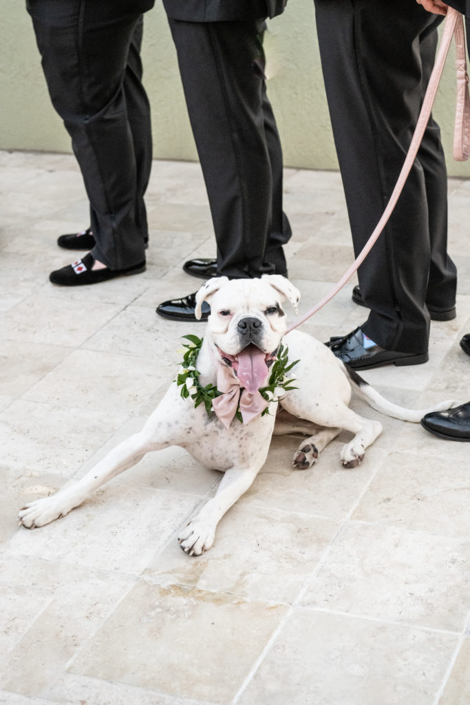Dog at wedding ceremony