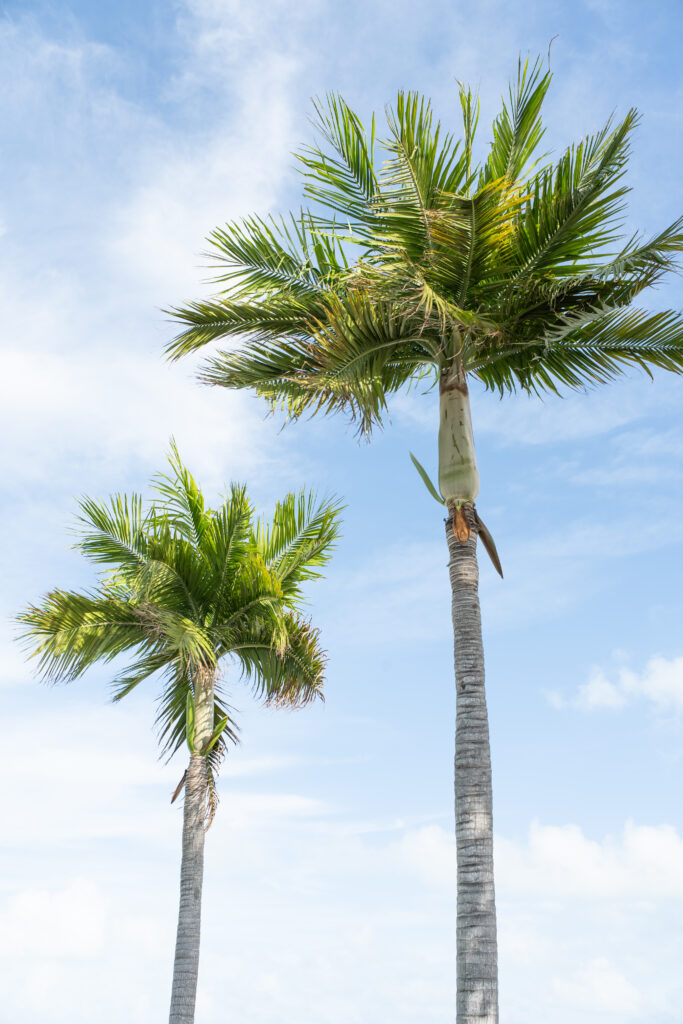 Palm tress on Islamorada beach 